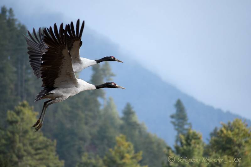 Black Necked-Crane festival /Fixed Departure