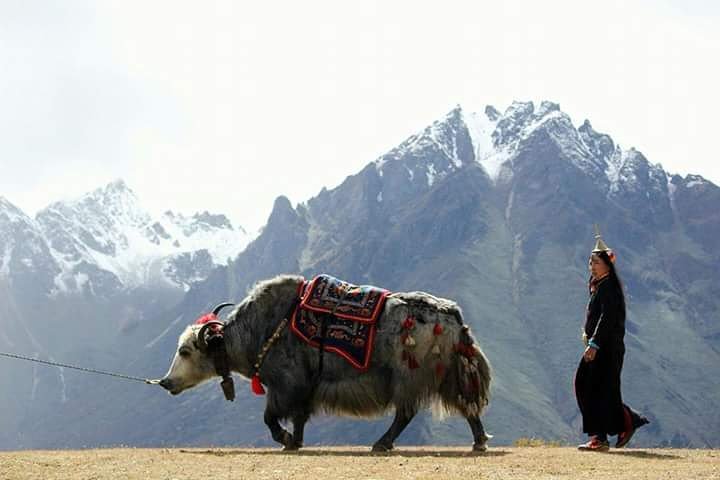 The Royal Highlander Festival/ Fixed Departure