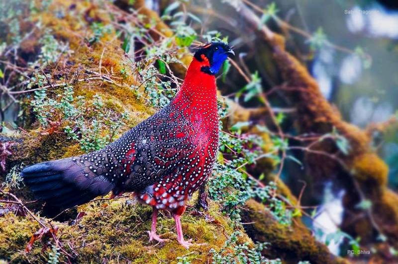 Royal Manas Safari / Wildlife Tour