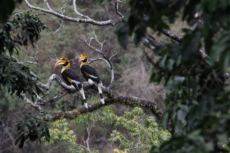 Royal Manas Safari / Wildlife Tour