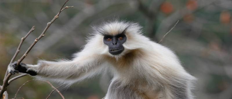 Royal Manas Safari / Wildlife Tour