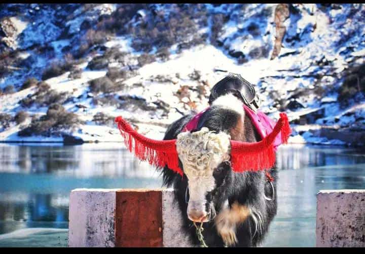 5Night 6Days Package  of sikkim