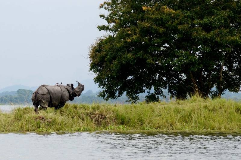 4 Nights 5 Days Kaziranga - Meghalaya Package