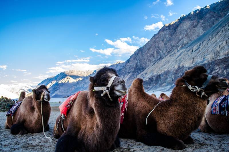 Leh Ladakh 5 nights 6 days