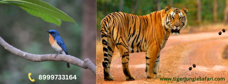 Tadoba Andhari Tiger Reserve Jungle safari Tour