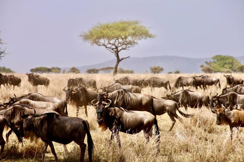 3 Days Serengeti Migration Safari From Arusha