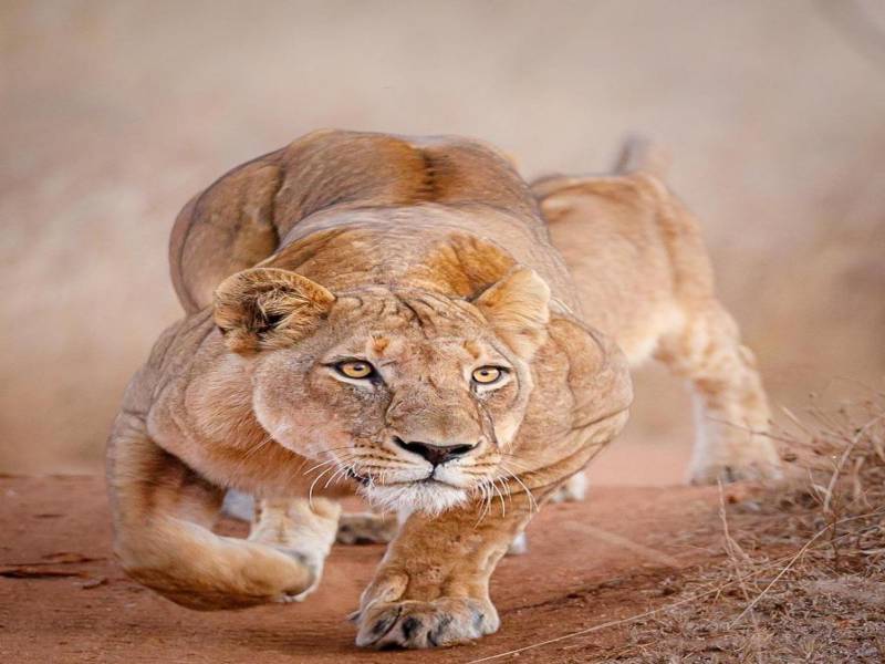 3 days Serengeti Migration Safari from Arusha