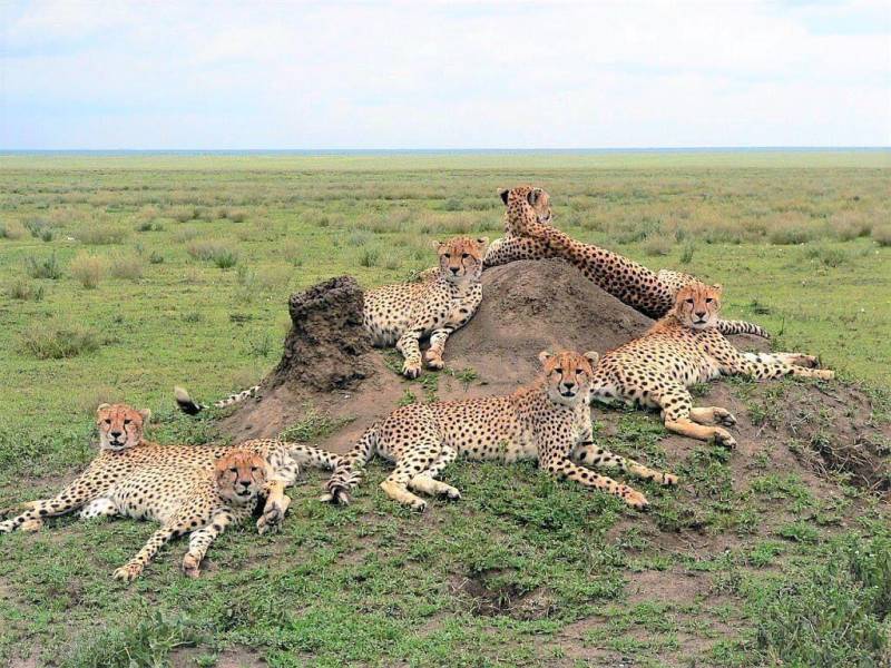 3 days Serengeti Migration Safari from Arusha