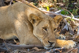 Greatest 4 Days Serengeti & Ngorongoro  Migration Safari