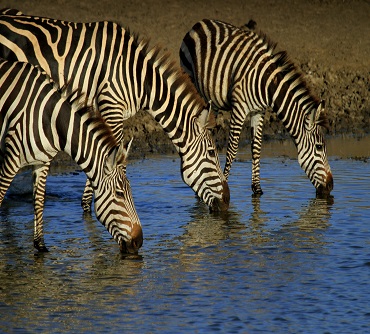 Greatest 4 days Serengeti & Ngorongoro  Migration Safari