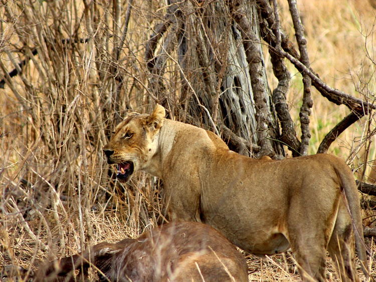 Greatest 4 days Serengeti & Ngorongoro  Migration Safari