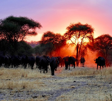 Serengeti & Ngorongoro Safari  4-Day Adventure