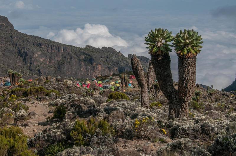 7-Day Kilimanjaro Climb via the Machame Route