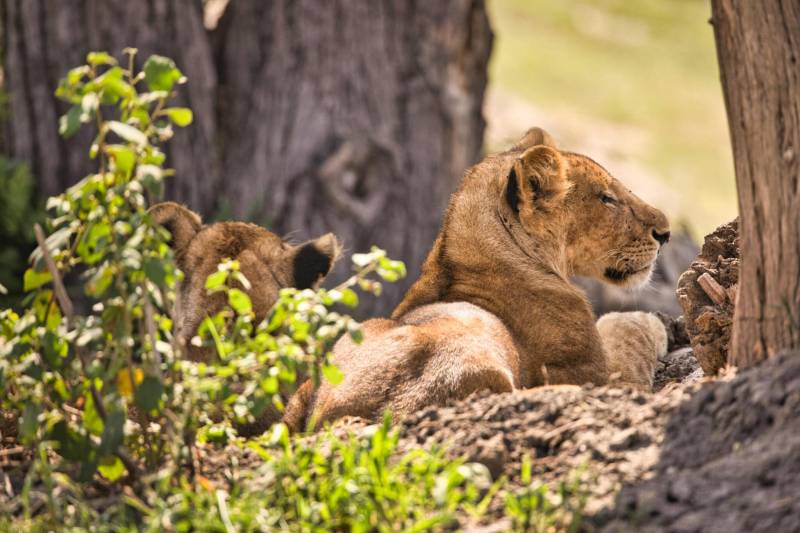 6-Day Serengeti Migration Safari
