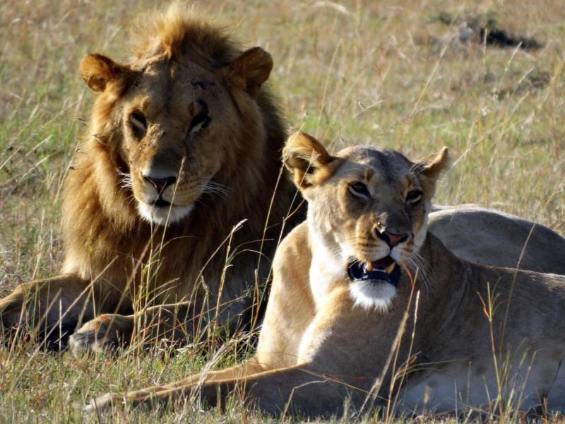6-Day Serengeti Migration Safari