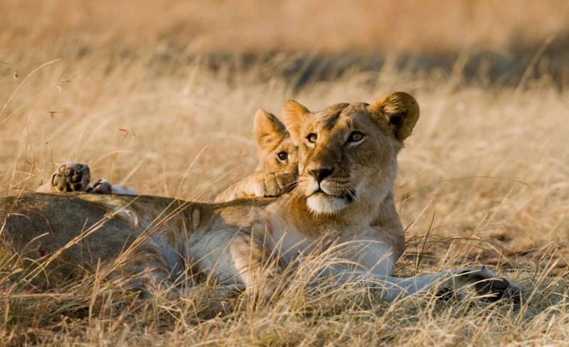 7 days Serengeti Migration safari Package