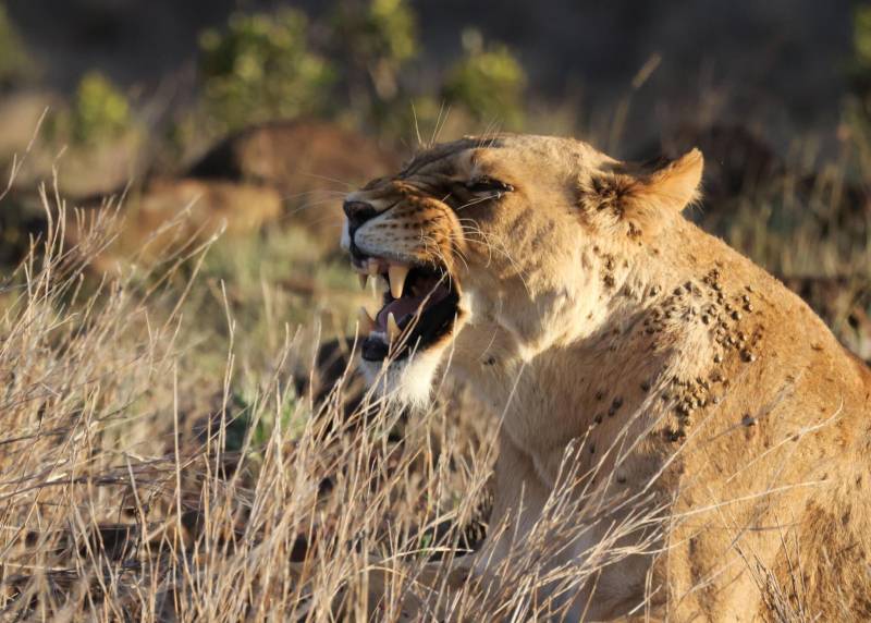 9 days Tanzania Safari Pckage