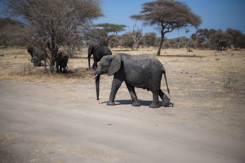 3 Day Tanzania Private Safari to Serengeti & Ngorongoro Crater