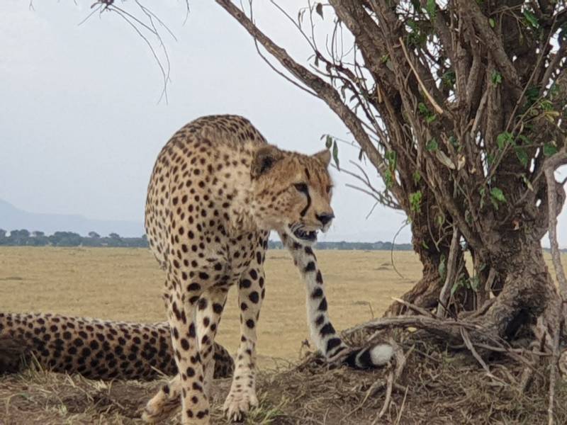 3 Day Tanzania Private Safari to Serengeti & Ngorongoro Crater