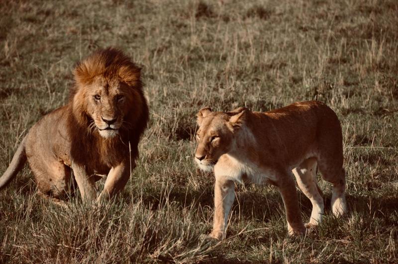 3 Day Tanzania Private Safari to Serengeti & Ngorongoro Crater