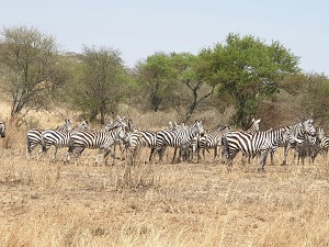 4 Days Tanzania Private Safari- Tarangire Serengeti & Ngorongoro