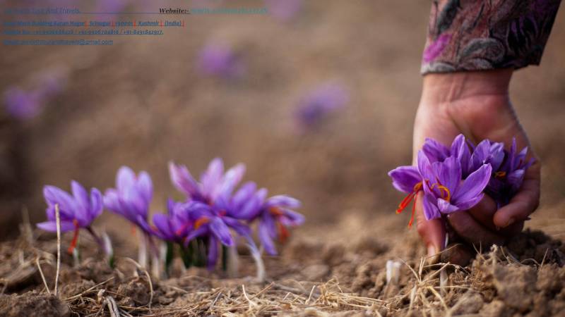 5 Nights and 6 Days   Full Tour Package Kashmir