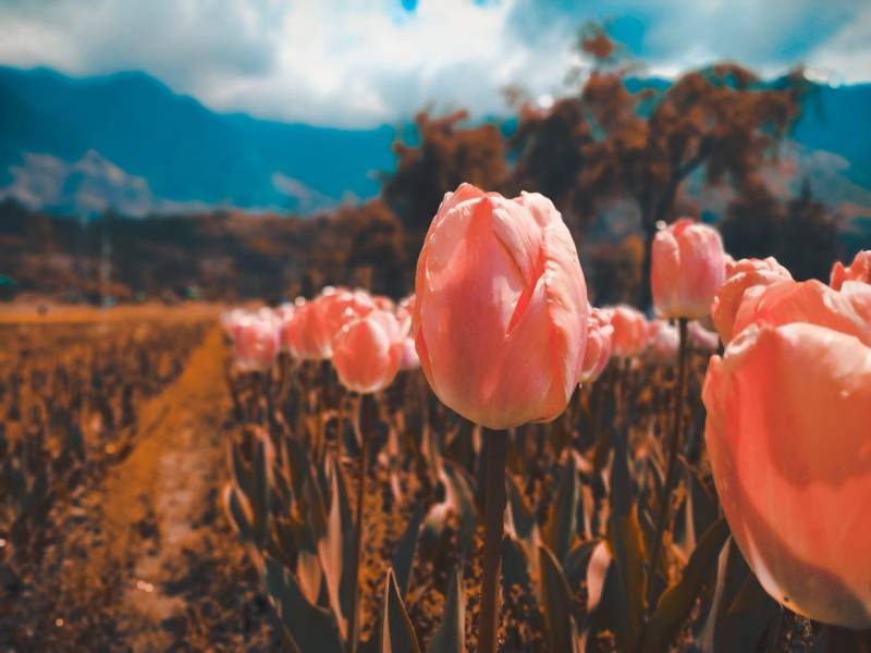 5 Nights and 6 Days   Full Tour Package Kashmir