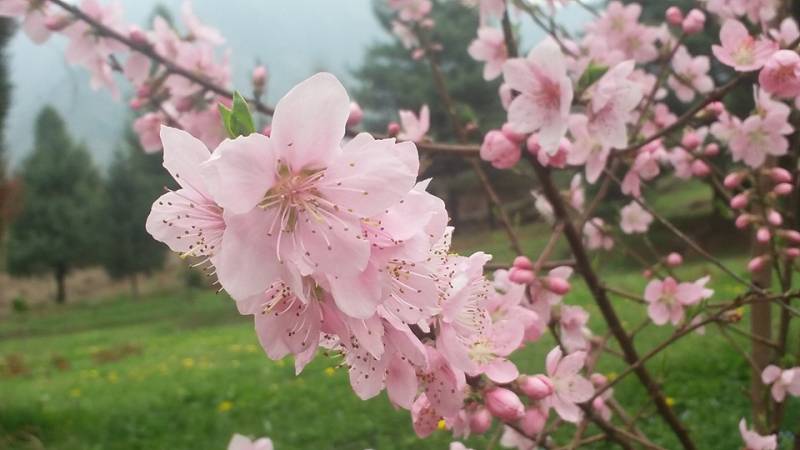 3 Nights 4 Days Srinagar Kashmir Tour