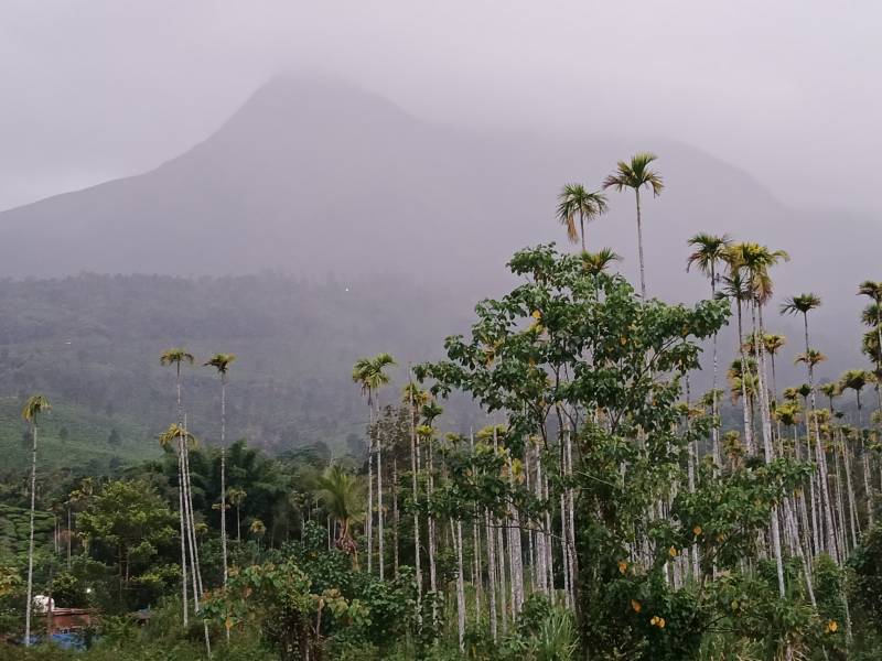 Golden September package