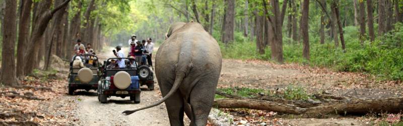 6N 7D Madhya Pradesh Wildlife - Panna - Bandhavgarh - Kanha Tour