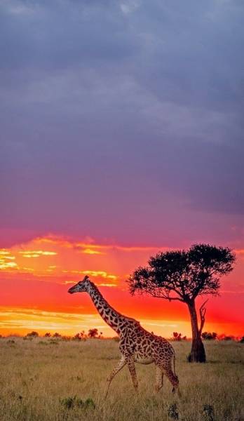 4Night Kenya - Nairobi - Lake Nakuru National Park Heaven Of Flamingo