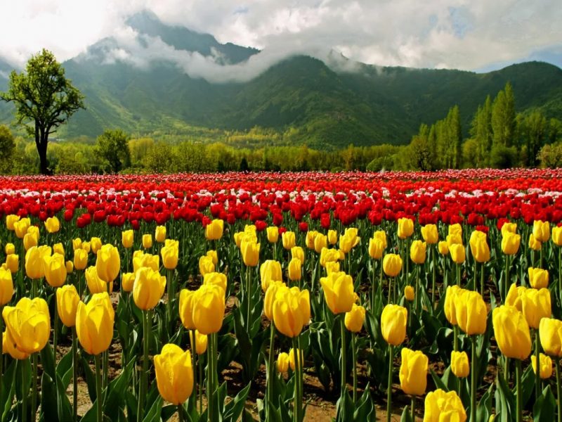 Peeks Into The Beauty Of Kashmir 4 Days Tour