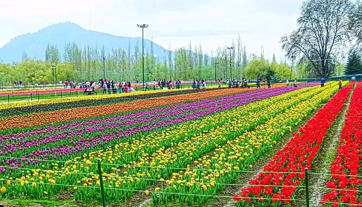 6 Night 7 Days Luxury tour to Kashmir Image