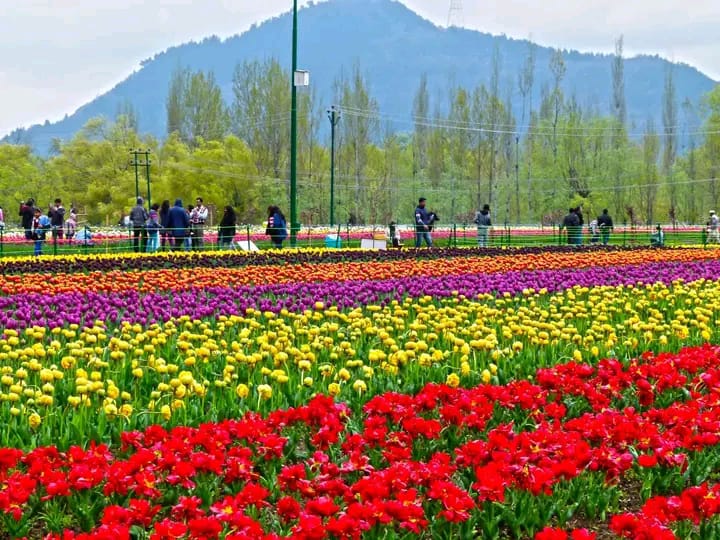 6 Night 7 Days Luxury tour to Kashmir