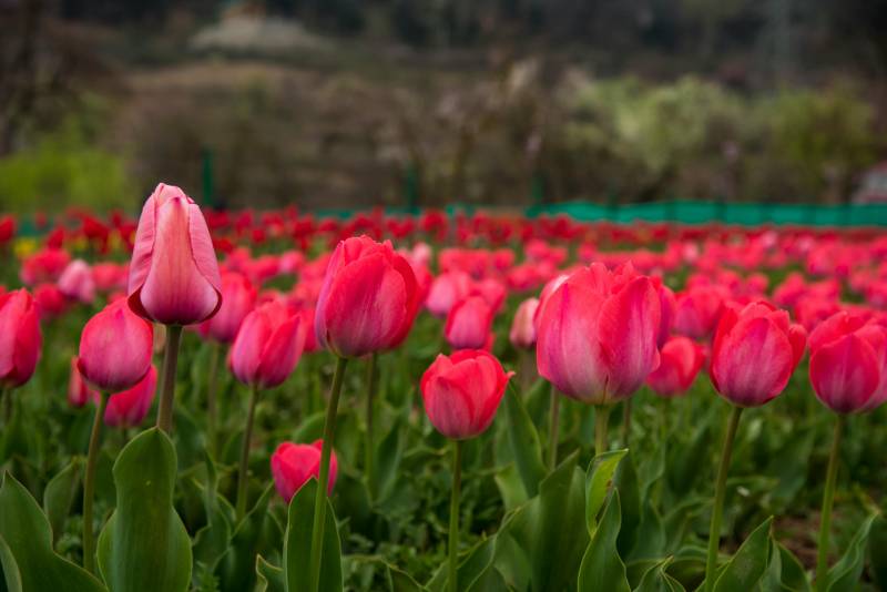 4 Nights 5 Days Tulip Festival Special