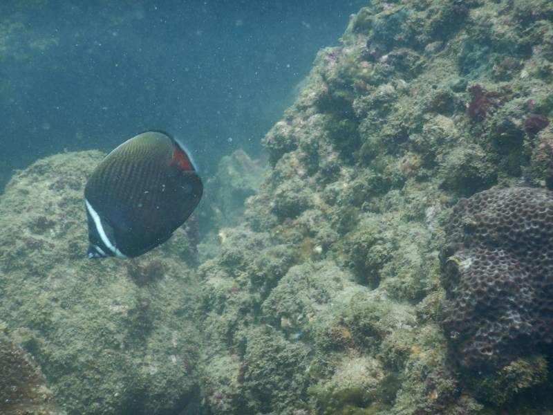 Premium scuba Diving and Watersports Goa