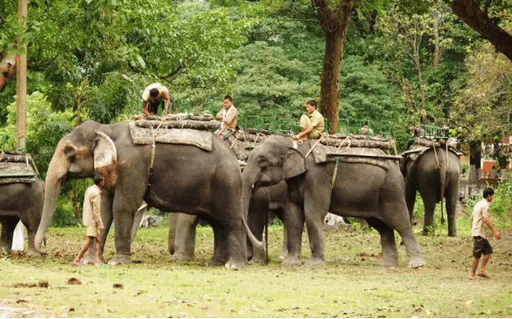 7 Night And 8 Days Assam Tour Package - 1