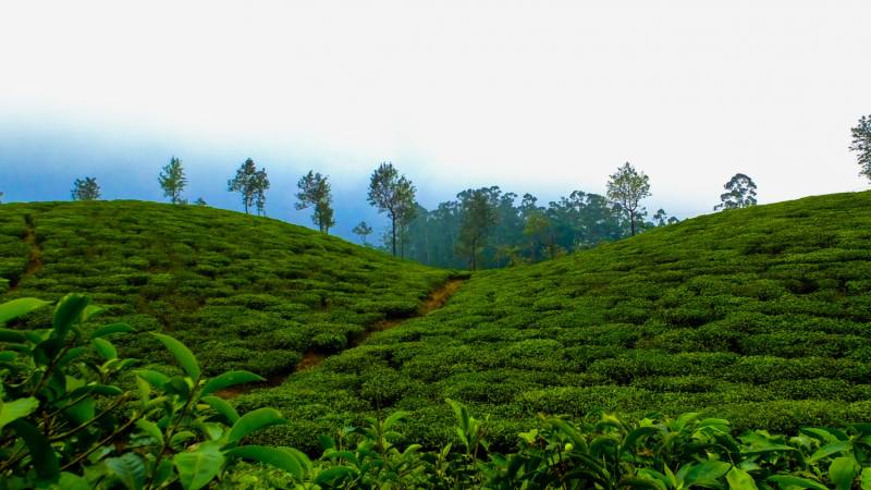 4 nights 5 days Christmas package South India tour