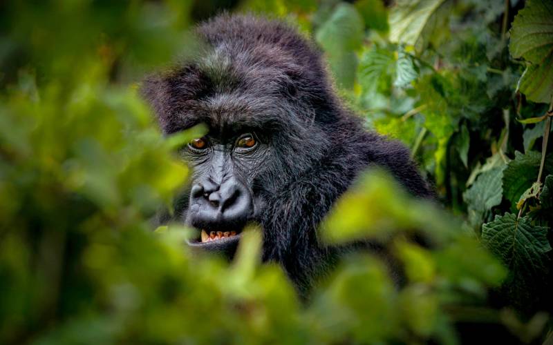 3 Days Bwindi Gorilla Trekking