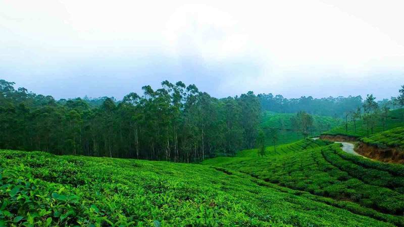 Book Tour Packages From Coimbatore To Ooty And Kodaikanal