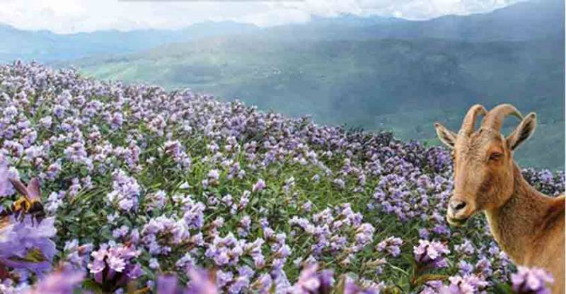 3 Night 4 Day Cochin - Munnar - Alleppey Tour