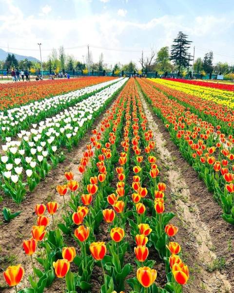 5D 4N Tulip Festival Tour