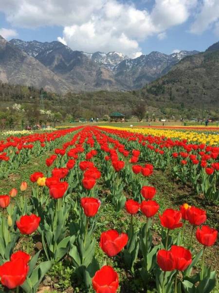 5D 4N Tulip Festival Tour