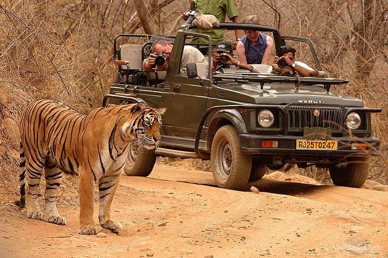 3D Wildlife As Pench-Tadoba-Kanha-Bandhavgarh-Karhandla-Nagzira Tour Image