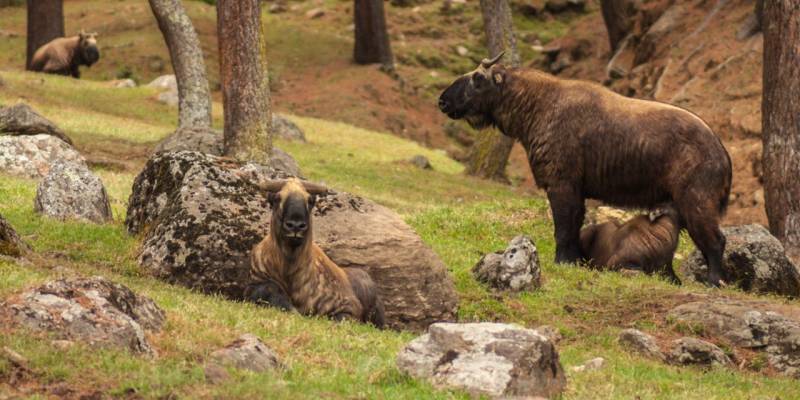 Thimphu - Paro 5 Days Tour