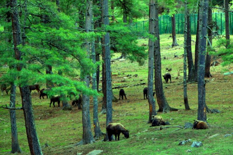 9 Nights 10 Days Cultural Trips To Bhutan