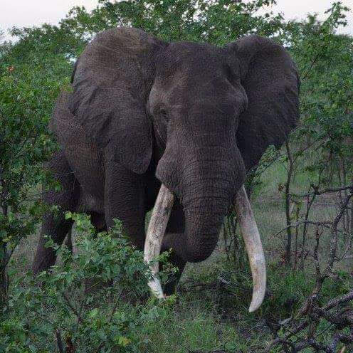 Livingstone Historical Trip