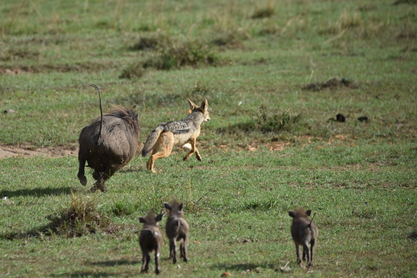 10-Day Kenya Tanzania Best Game Parks Safari Experience