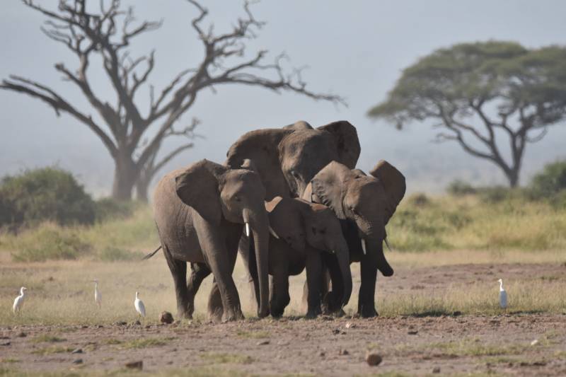 10-Day Kenya Tanzania Best Game Parks Safari Experience