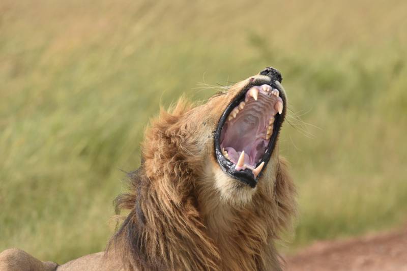 10-Day Kenya Tanzania Best Game Parks Safari Experience